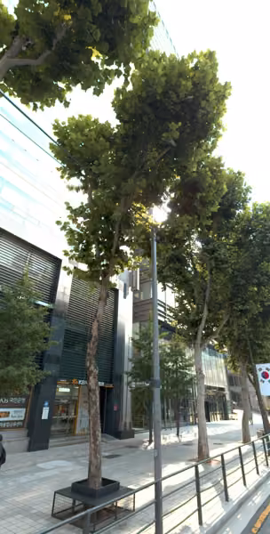 tree photo