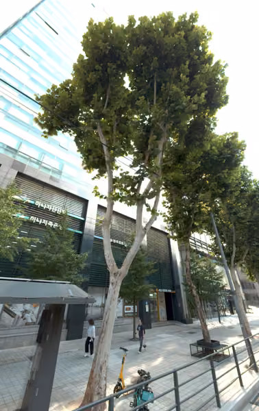 tree photo