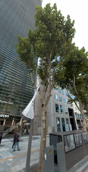 tree photo