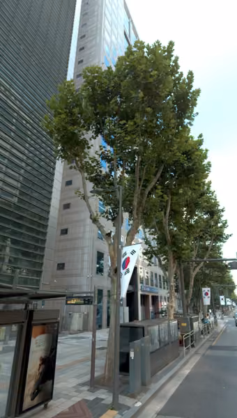 tree photo