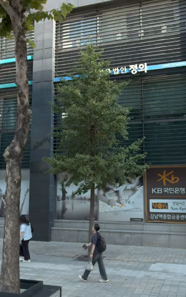 tree photo