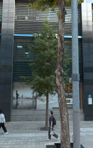 tree photo
