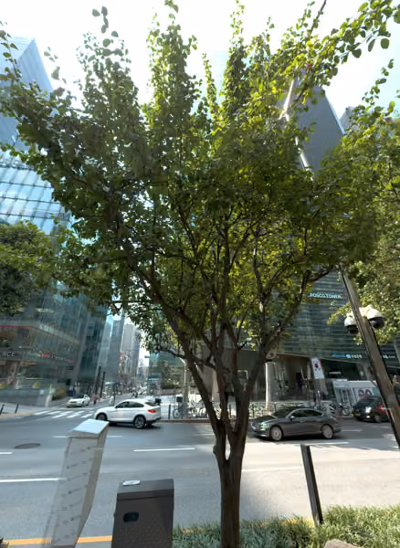 tree photo