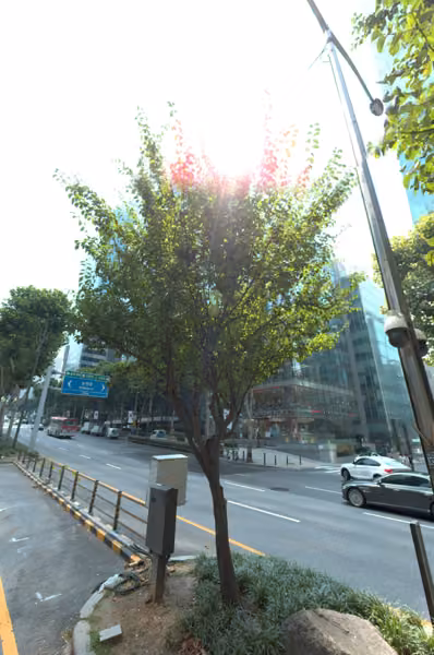 tree photo