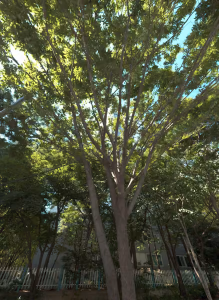 tree photo