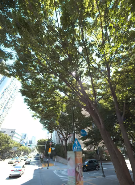 tree photo