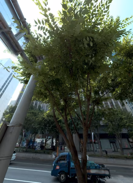 tree photo