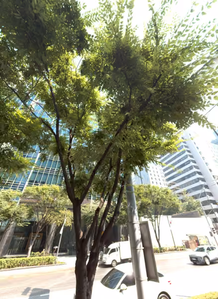 tree photo