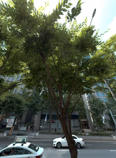 tree photo