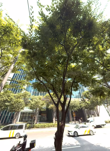tree photo