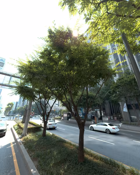 tree photo