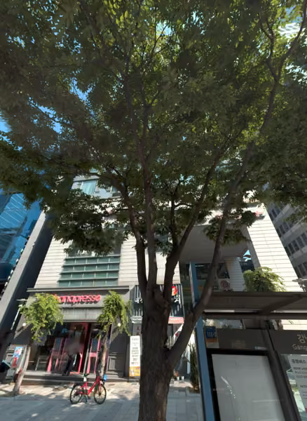 tree photo