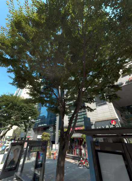 tree photo