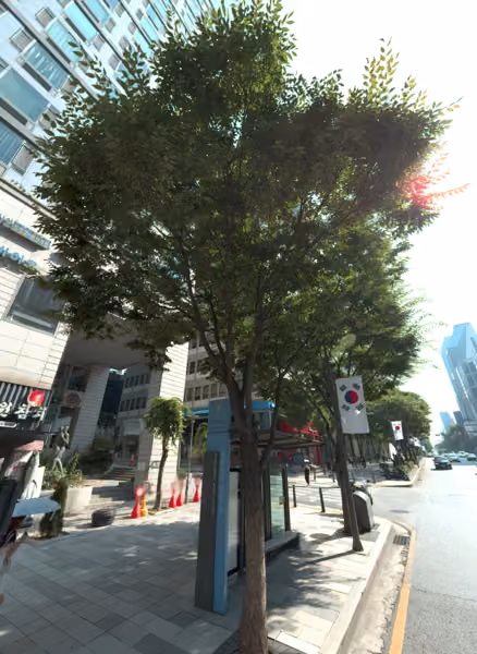 tree photo
