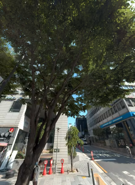 tree photo