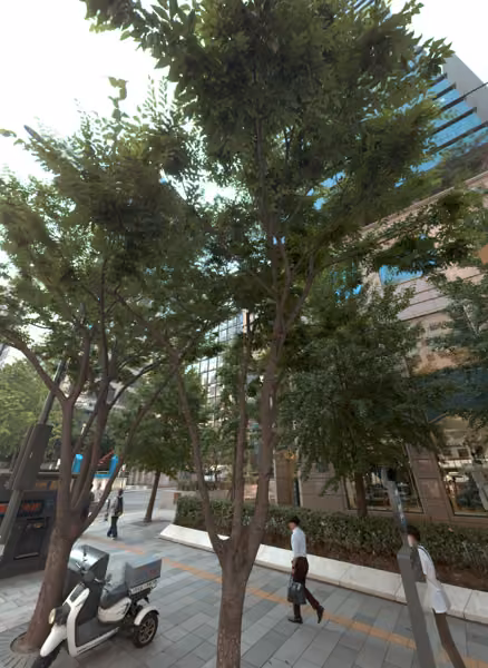 tree photo