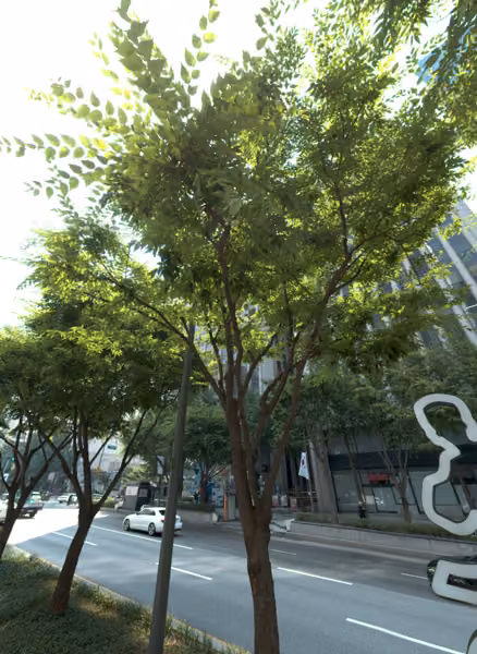 tree photo