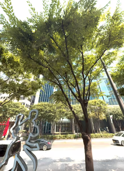 tree photo