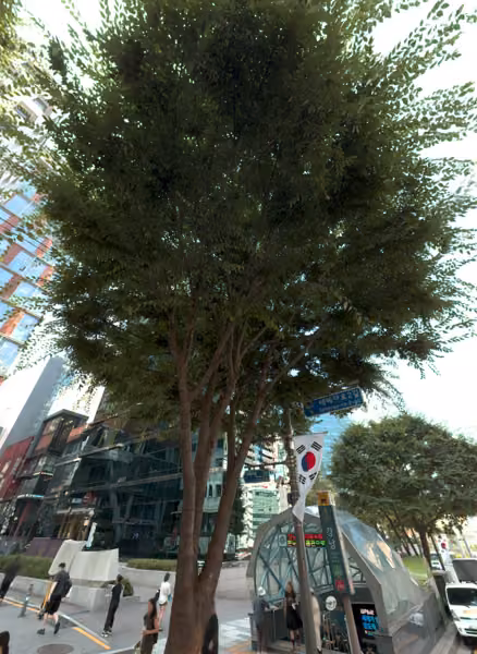 tree photo