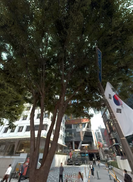 tree photo