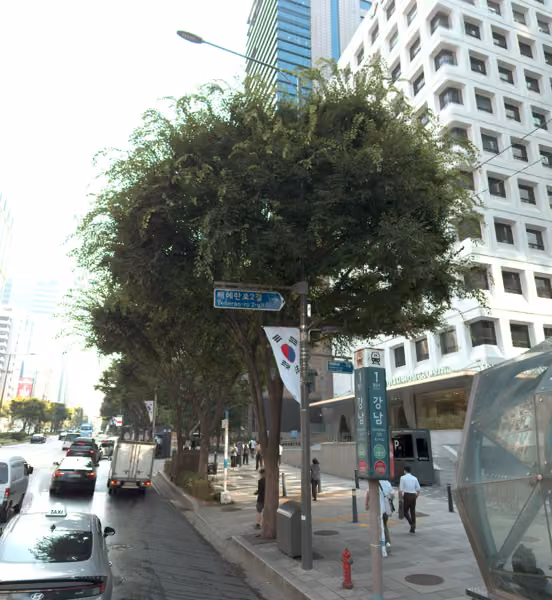 tree photo