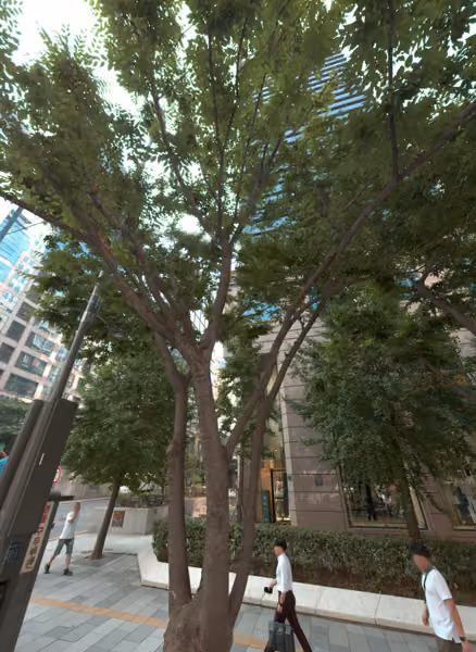 tree photo