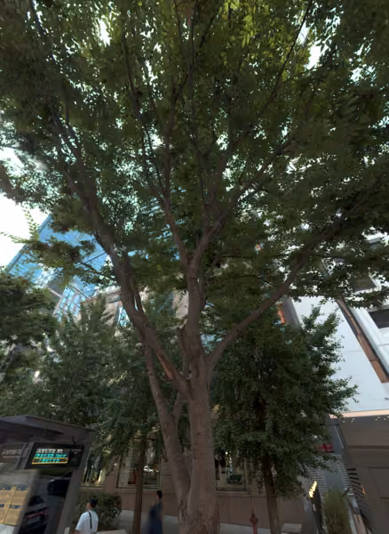 tree photo