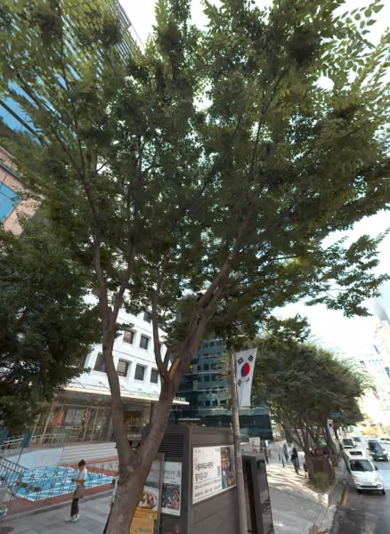 tree photo