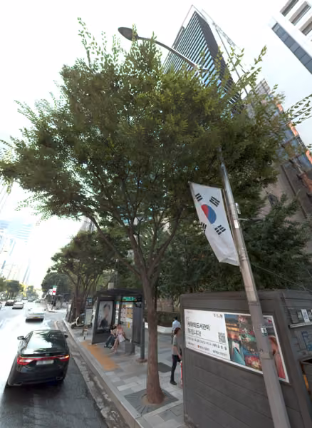 tree photo