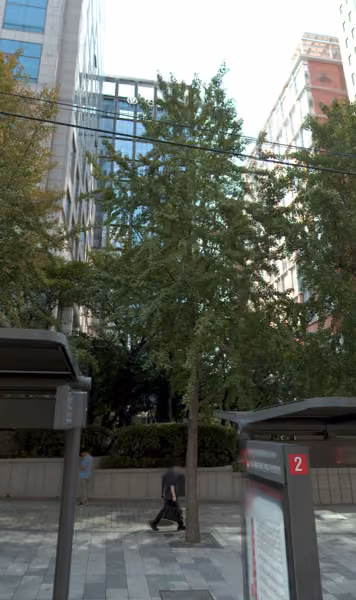 tree photo