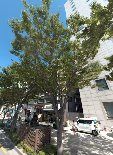 tree photo
