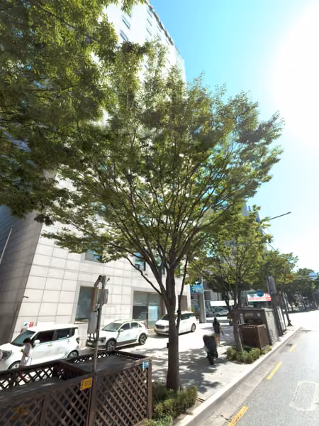 tree photo
