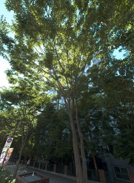 tree photo