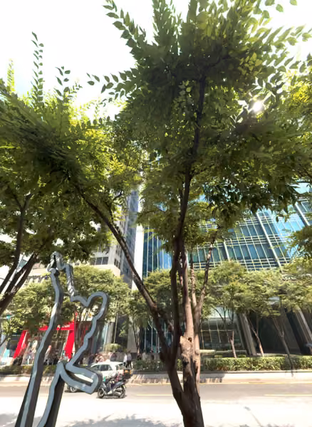 tree photo
