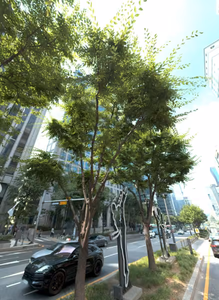 tree photo