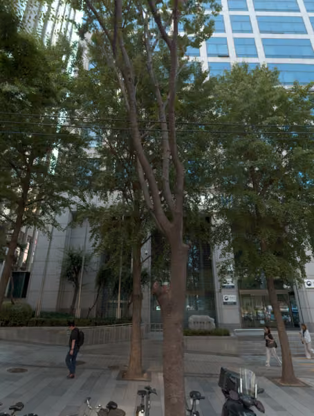 tree photo
