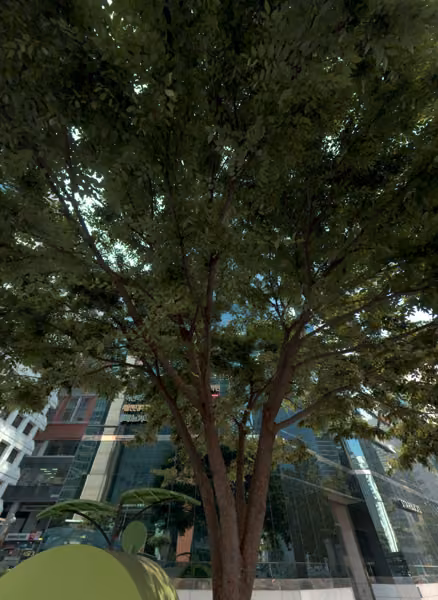 tree photo