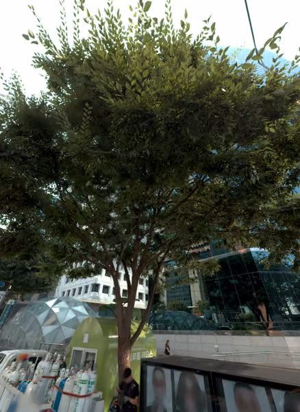 tree photo
