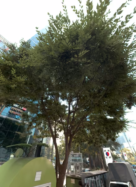 tree photo