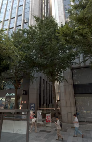 tree photo