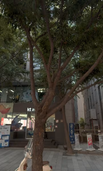 tree photo