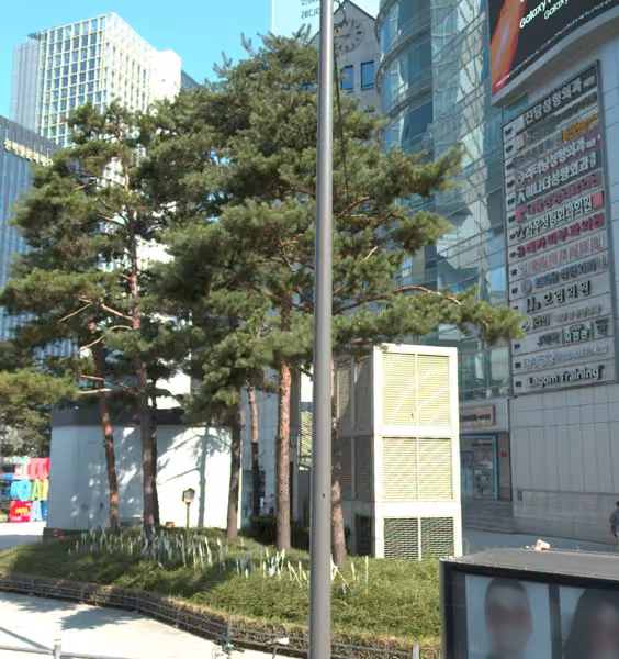 tree photo