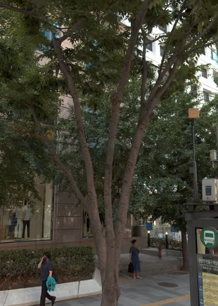 tree photo