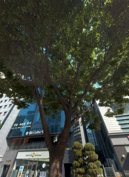 tree photo