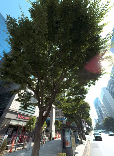 tree photo