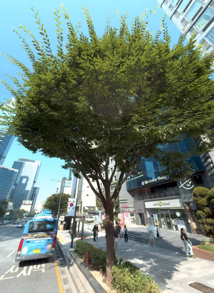 tree photo
