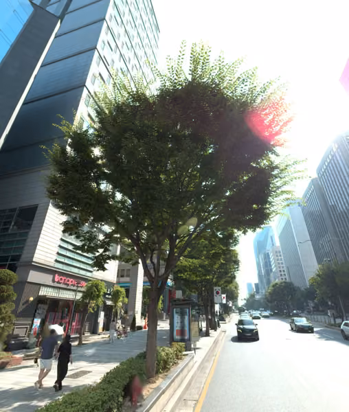 tree photo