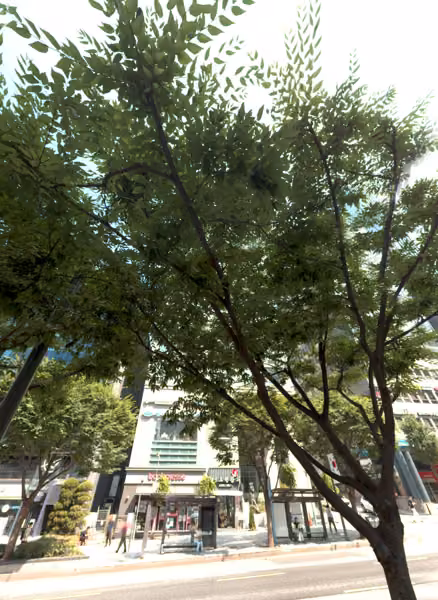 tree photo