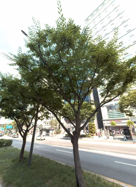 tree photo