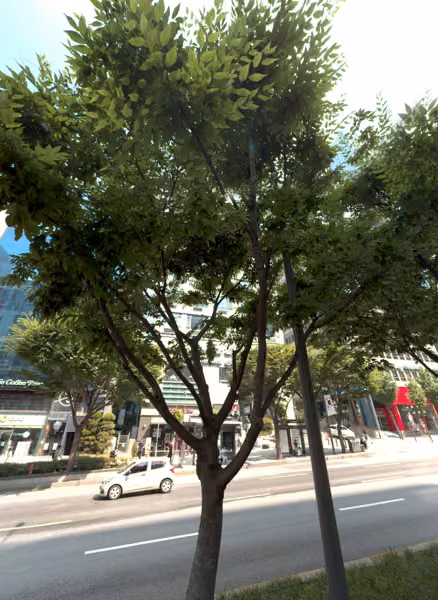 tree photo